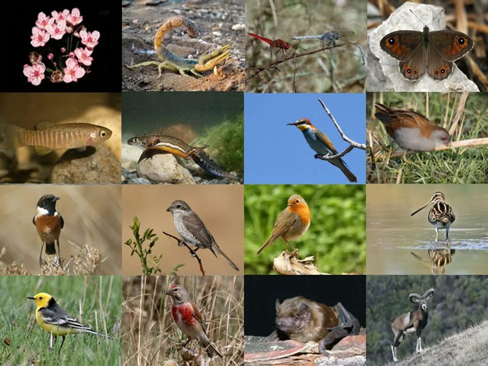 Многообразие видов в природе. Биоразнообразие видовое разнообразие. Многообразие биологических видов. Биоразнообразие в живой природе.
