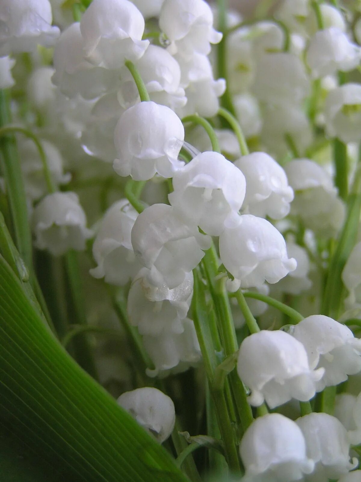 белые цветы цветущие весной. Convallaria majalis. цветы ландыши. белый цветок май. ландыш макро.