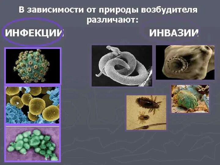 Природа возбудителей инфекций. Инвазия это микробиология. Бактериальные инвазии. Природа возбудителей инфекции.
