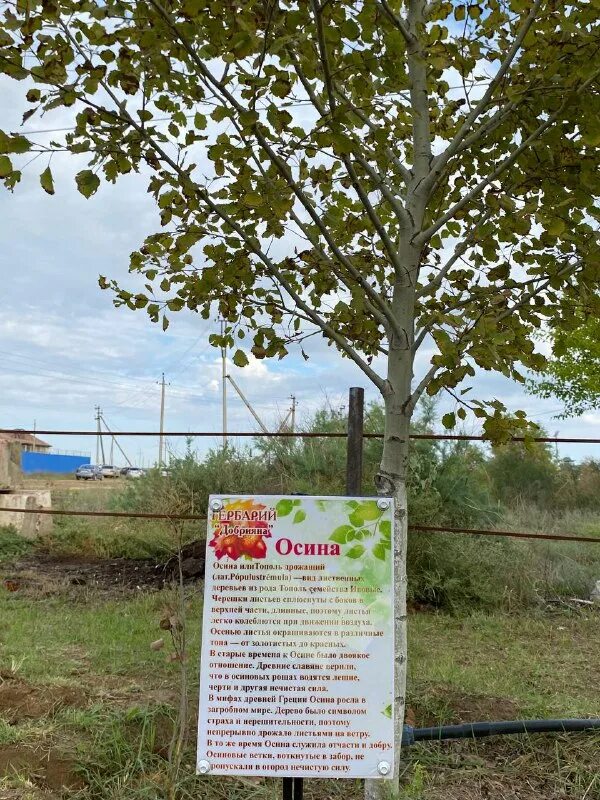 Осиновый лист тихо падает с дерева словосочетание. Осина проклятое дерево. Осина осенью. Осиновый лист тихо падает с дерева словосочетание. Осиновый лист тихо падает с дерева словосочетание.