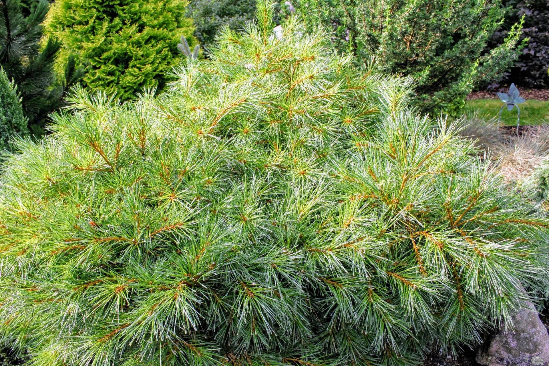 Pinus strobus. Pinus strobus blue shag. pinus strobus blue petticoats. pinus strobus &#039;blue shag&#039;pinus strobus &#039;blue shag&#039;. pinus strobus blue petticoats new.