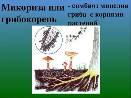 Симбиоз гриба пример