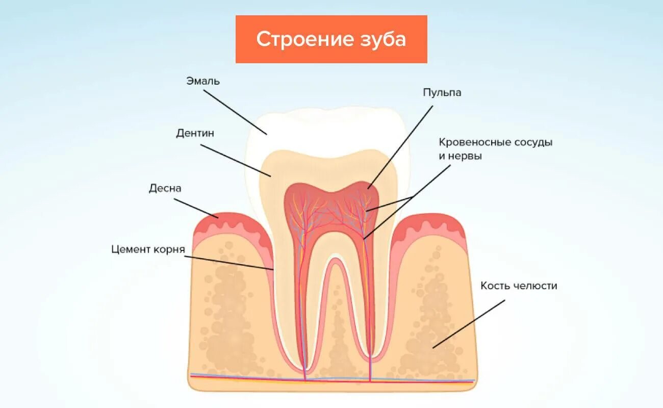 Строение зуба человека схема кариес. Строение зуба в Десне анатомия. Анатомическое строение зуба стоматология.