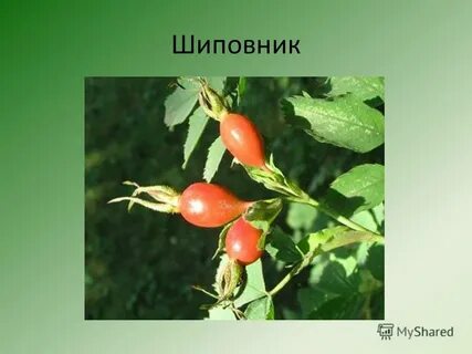 Значение шиповника в жизни человека