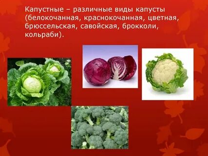 Капуста биологические особенности