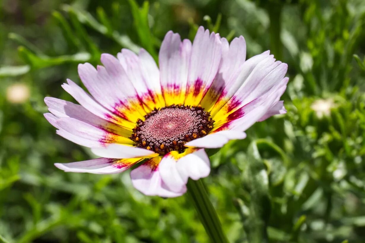 цветок 2014 года