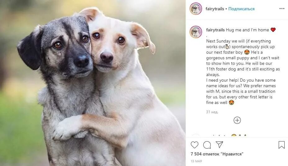 Единственный кто не предаст. Друзья которые предали. Собака друг человека. Собака верность преданность. Преданный пес.