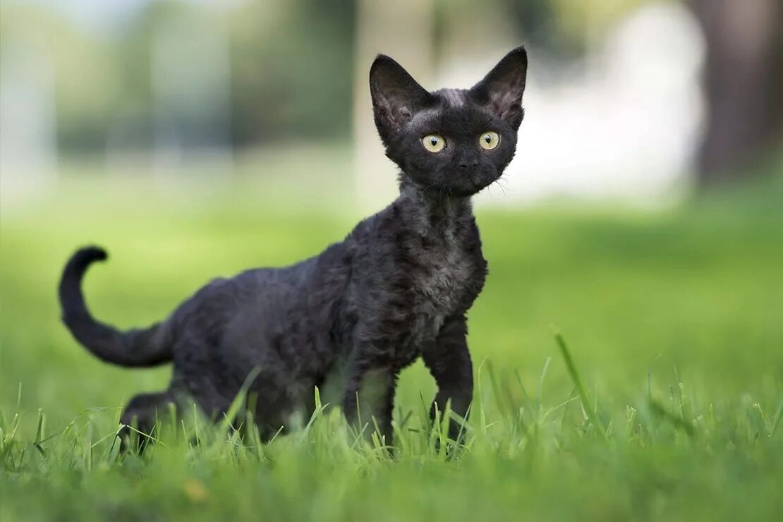 Гипоаллергенные коты. Девон рекс кошка. Девон рекс черный. Кот породы Девон рекс. Девон рекс черный котенок.