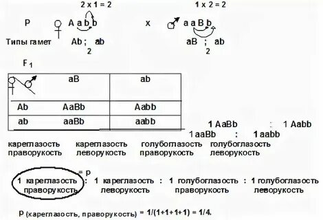 Праворукость у человека аутосомный доминантный