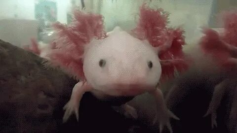 Аксолотль анимация