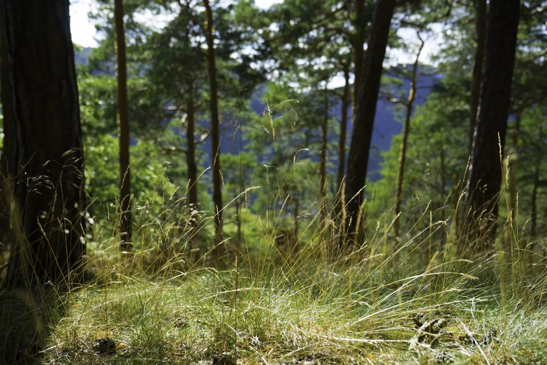 Forest grounded. Grass ground. grounded лес. grass ground forest. photobash ground grass.