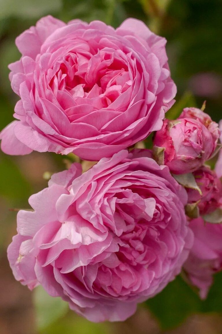 Роза heritage. Old rose. Пионы шульца сайт. Роза столистная/роза марокканская (rosa centifolia). Роза дюк де кембридж.