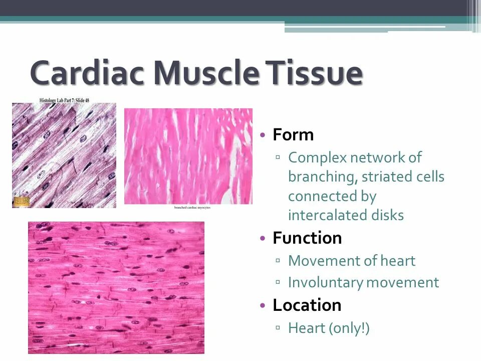 Tissues functions. Connective tissue types. Tissue function. The four primary tissue types. Smooth muscle tissue cells.