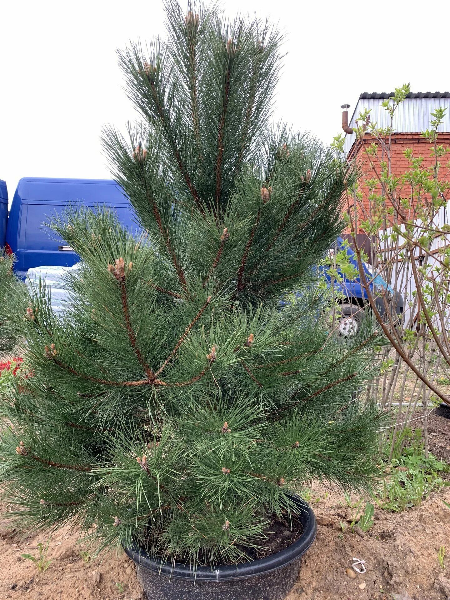 Сосна нигра описание. Сосна Пинус Нигра. Сосна Pinus nigra. Сосна черная Австрийская (Pinus nigra). Сосна черная Нигра (Pinus nigra nigra).