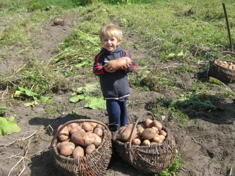 Сбор урожая. Сбор урожая картофеля. Огород для детей. Картошка в огороде. Время собирать картофель