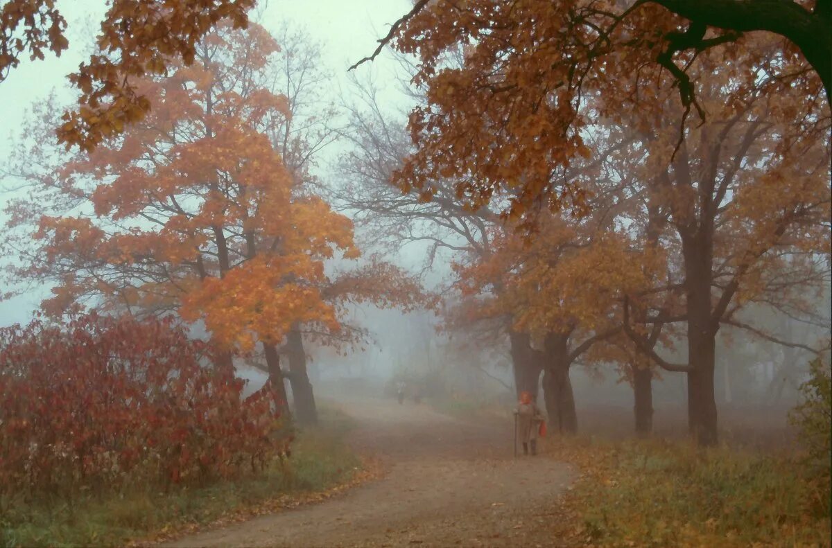 болото туман. студеные осенние туманы. студеные осенние туманы. туман осенью. осень поле туман.