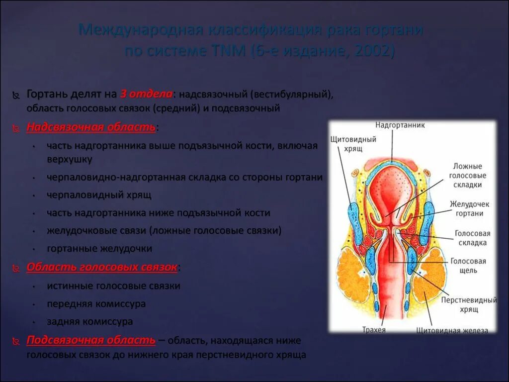 Гортань клиника. Надсвязочный отдел гортани кт. Голосовая связка гортани. Вестибулярные голосовые складки. Подсвязочное пространство гортани анатомия.