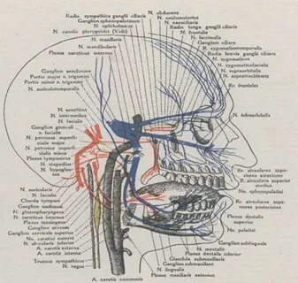Иннервация верхней и нижней челюсти