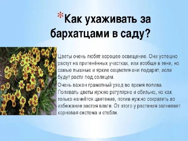 Бархатцы значение цветка. Легенда о бархатцах. бархатцы описание. бархатцы информация для детей. цветок бархатцы поверья и легенды.
