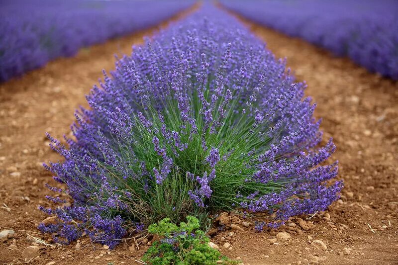 Лаванда узколистная. Лаванда узколистная эсмеральда. Голландская лаванда. Какие сорта лаванды. Лаванда узколистная прованс.