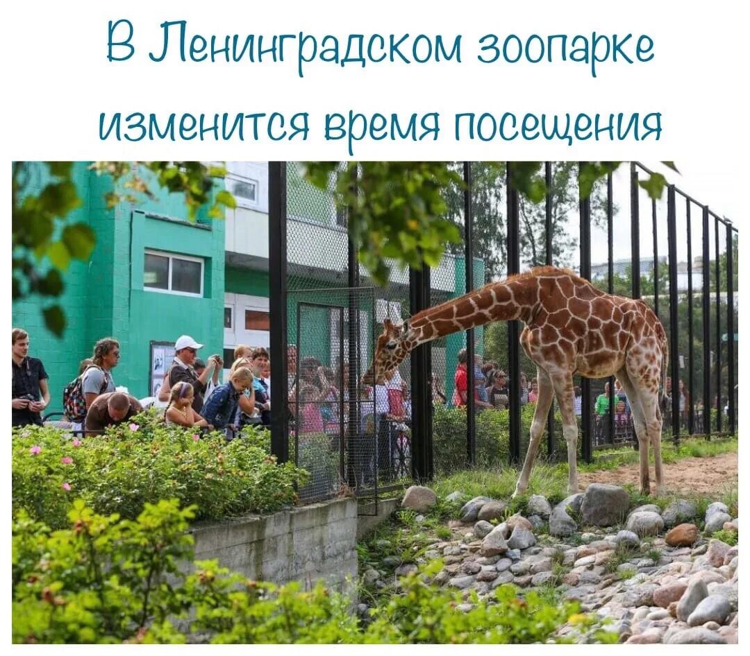 Зоопарк в петербурге режим работы. Зоопарк санкт-петербург ленинградский зоопарк. ленинградский зоопарк александровский парк 1. ленинградский зоопарк аттракционы спб.