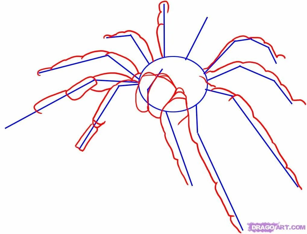 Паук карандашом легко. Паук сбоку рисунок. Паук поэтапное рисование. Нарисовать паука карандашом. Поэтапное рисование паука для детей.