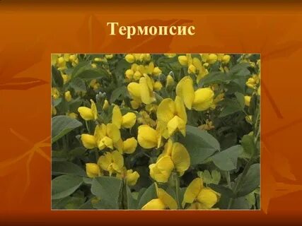 Стебель мотыльковых