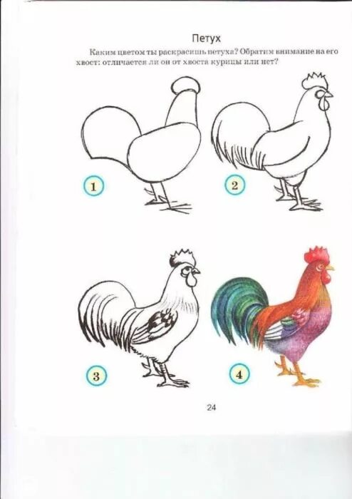 Петуха 7. Петушок раскрасить в какие цвета. каким цветом раскрасить петуха. каким цветом разукрасить петушка. какими цветами раскрасить петуха.