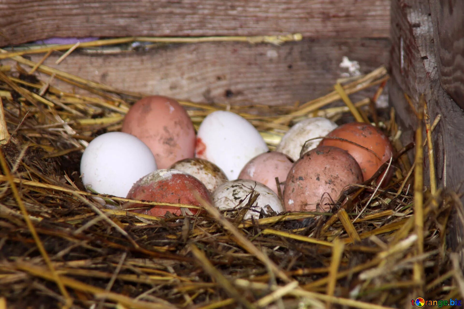 Яйца в курятнике. Куриные яйца в гнезде. Яйца Деревенские. Гнездо с яйцами.