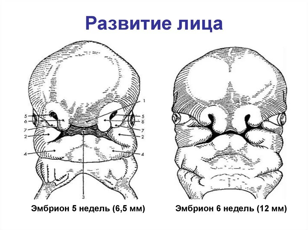 Этапы развития лица. Формирование лица эмбриона. основные этапы развития лица у эмбриона. эмбриональное развитие лица и челюстей. формирование лица у зародыша человека.