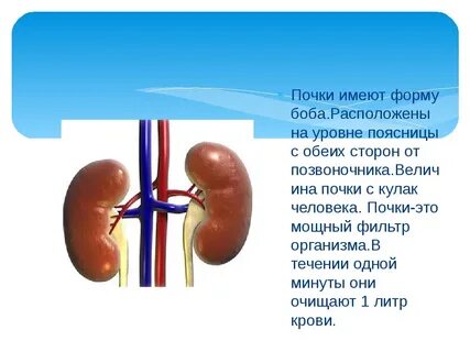 Почка словарная форма