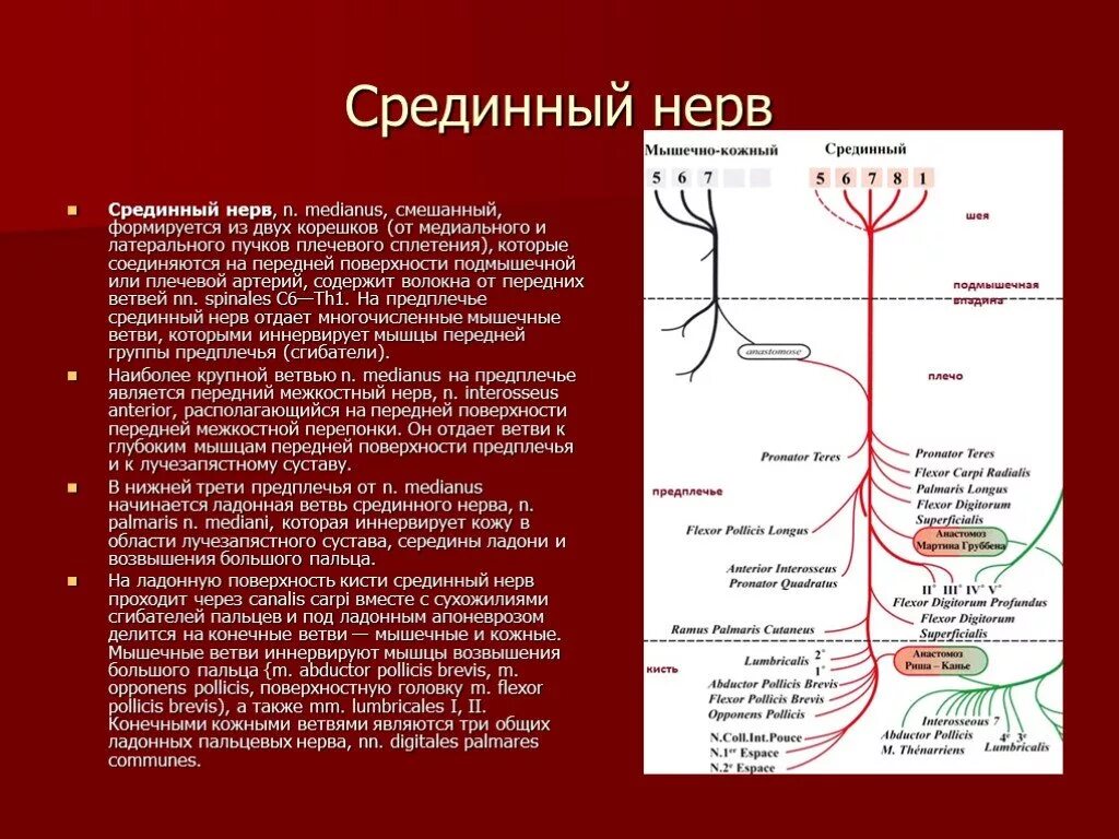 Ход и область иннервации срединного нерва. Формирование срединного лучевого и локтевого нервов.. Срединный нерв топография ветви. Иннервация верхней конечности схема.