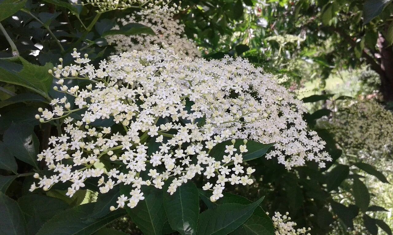 Elder plant