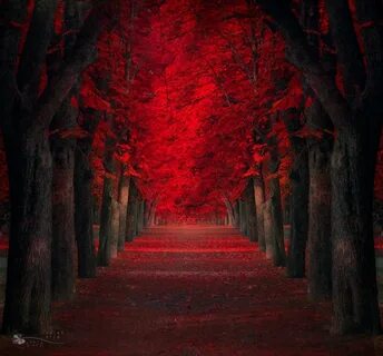 Red path
