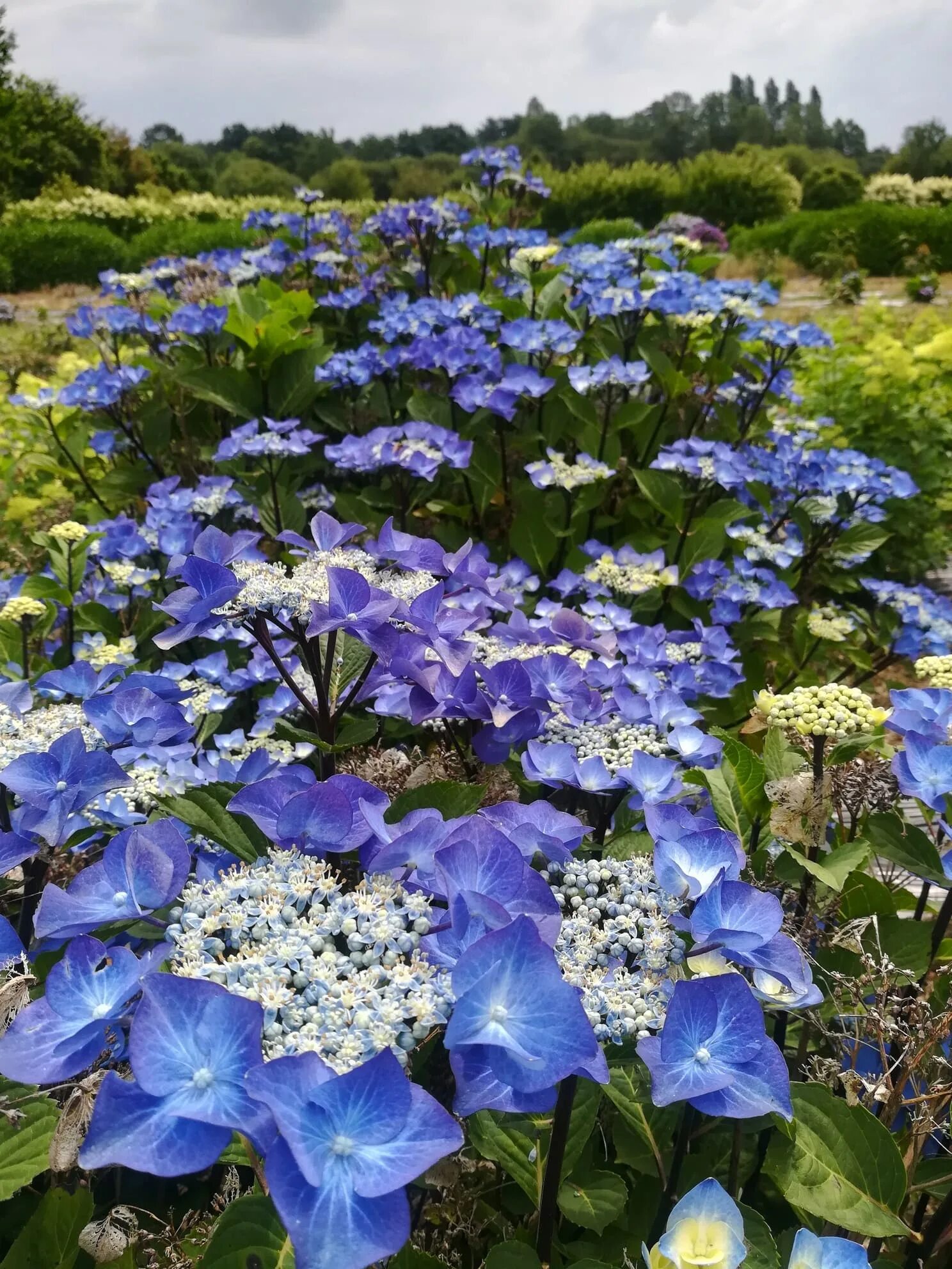 Саженцы гортензии крупнолистной Зорро Блю (Zorro Blue) купить в Москве и Подмоск