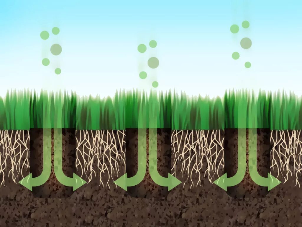 Аэрация почвы. Аэрация газона. Аэрация почвы газона. Растения в почве. 2 как усилить доступ воздуха к корням