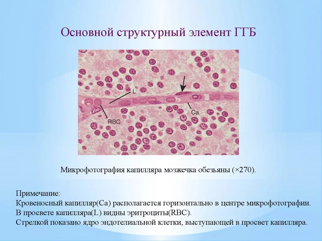Барьеры гистология. Гистологические барьеры. гистогематический барьер гистология препарат. гематотестикулярный барьер препарат. гисто-геморрагические барьеры.