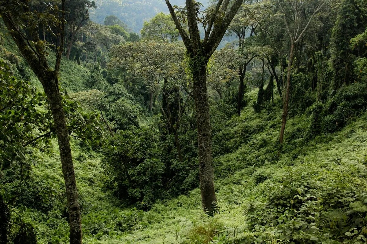 Экваториальные леса страны. Nyungwe Forest Руанда. Национальный парк кот ДИВУАР. Кот д Ивуар национальный парк Таи. Национальный парк Ньюнгве Руанда.