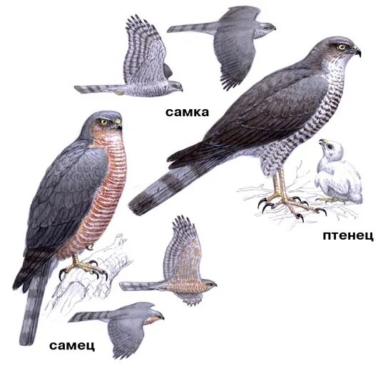 Отношения между березой и ястребом перепелятником. Ястреб перепелятник самка. Ястреб перепелятник самец и самка. Ястреб-тетеревятник самка. Ястреб перепелятник самка и самец отличия.