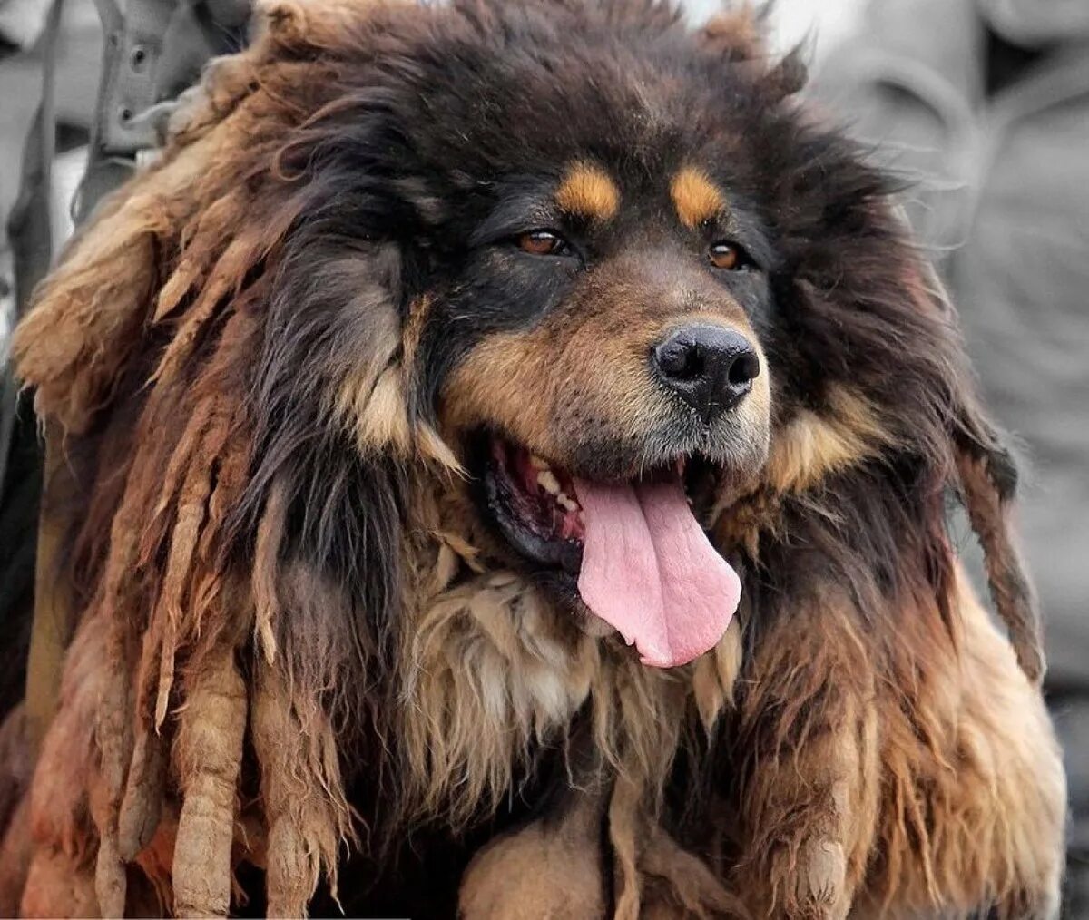 Собака монгольский банхар. Банхар монгольская овчарка. Банхара монгольской овчарки. Собака монгольский банхар. Собака монгольский банхар.