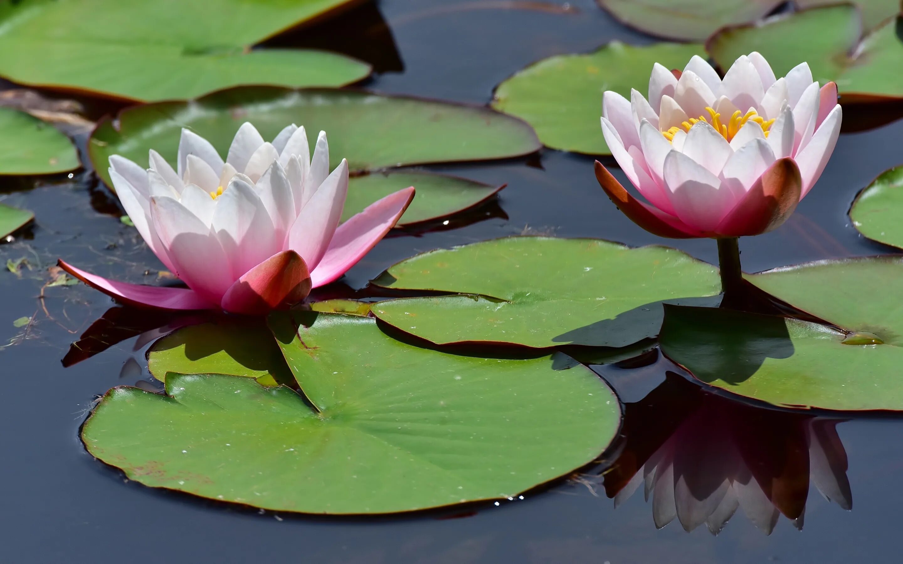 Водяная Лилия/Nymphaea. Лотос кувшинка водяная Лилия. Нимфея Озерная. Нимфея микранта. Растения на воде названия