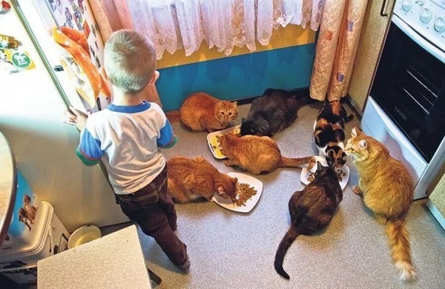 дом жив видео. много кошек. собаки для квартиры. много животных в квартире.