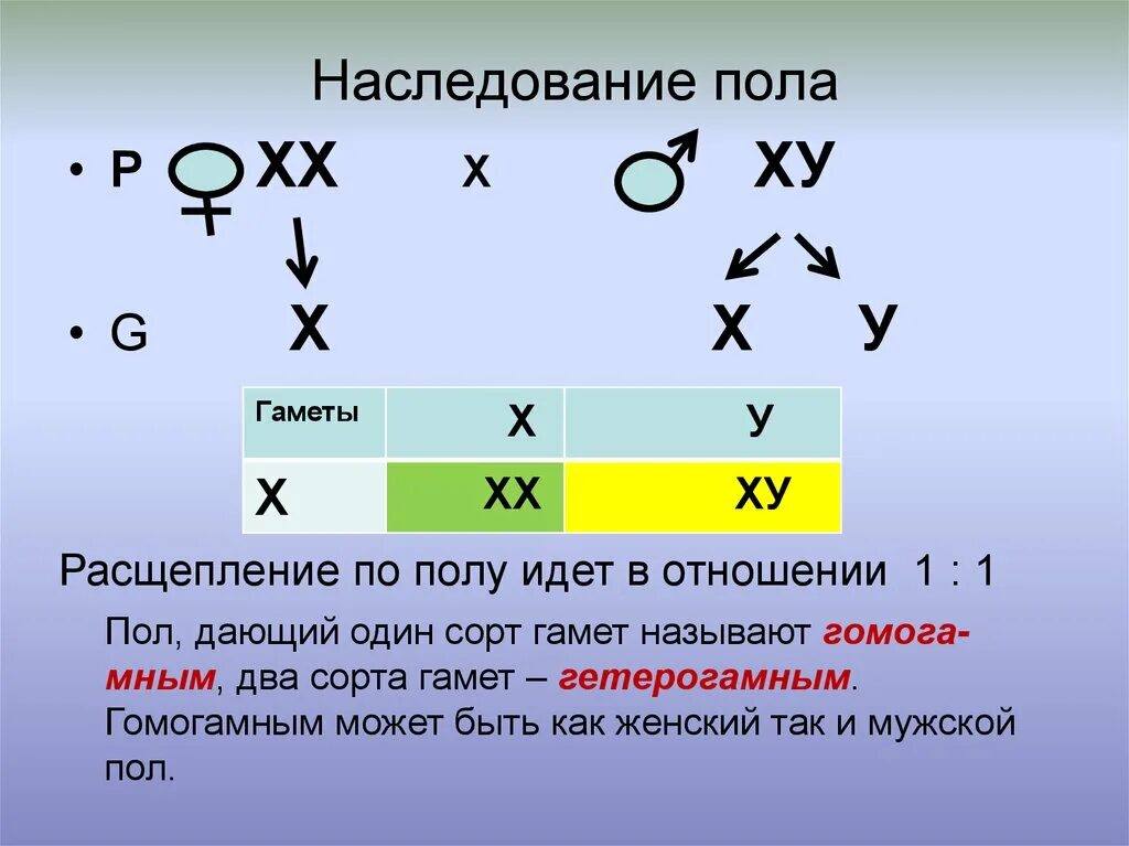 Мужская гамета. Схема наследования пола. Наследование пола у человека. Наследование пола организмов. Наследование пола у человека схема.