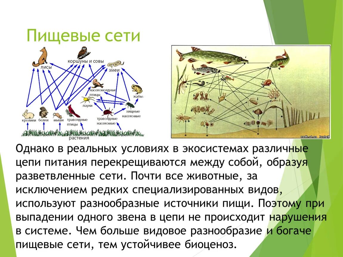 Восстанови последовательность пастбищной пищевой цепи. Пищевая сеть. Пастбищная пищевая сеть. Разветвленные пищевые цепи. Пастбищная цепь питания.