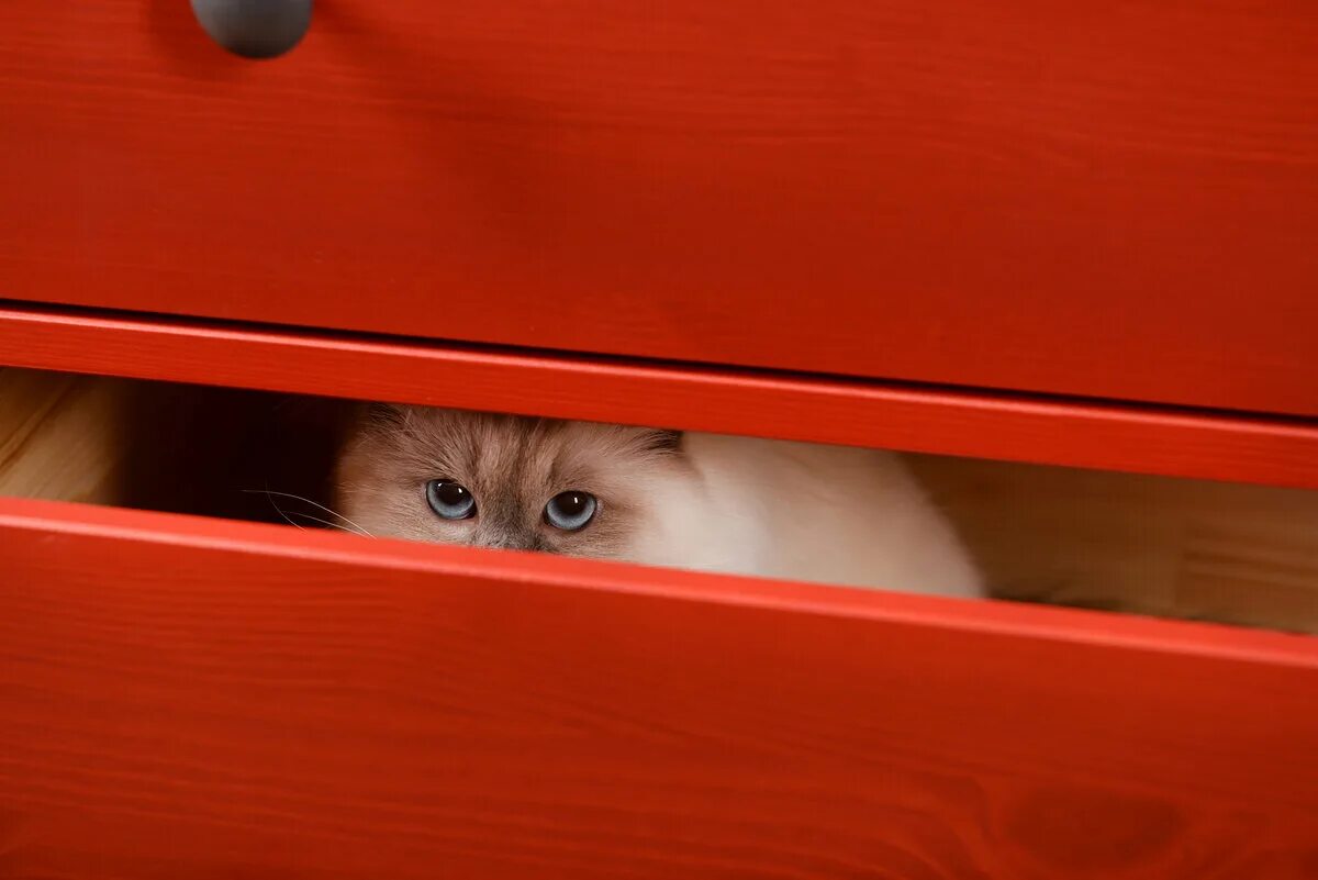 Почему кот прячется. Кот прячется. котенок прячется. кошка на шкафу. котенок спрятался.