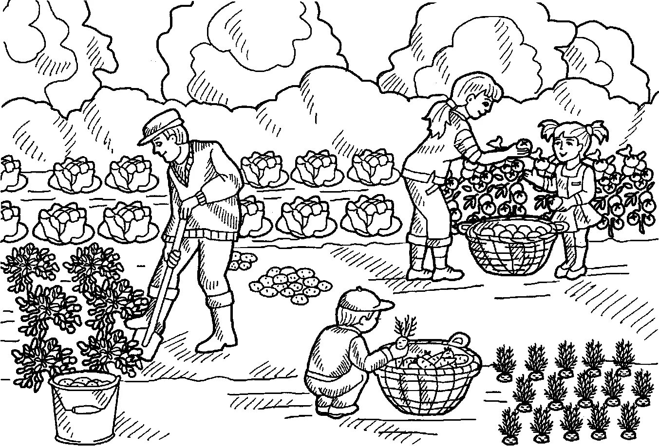 Рисунок труд детей. Раскраска. В огороде. Раскраска сбор урожая. Огород для раскрашивания. Раскраски на тему огород.