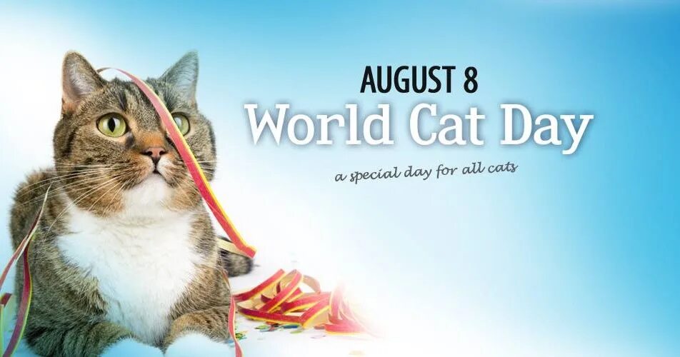 Cat Day. International Cat Day. Cats Day 8. August. World Cat Day 8 August.