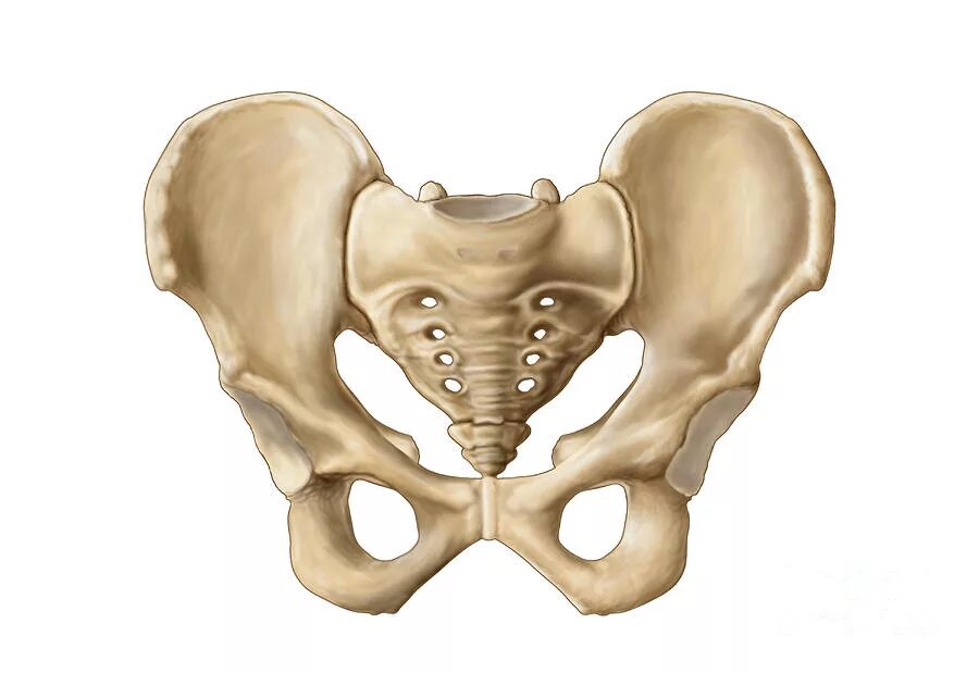 Большая подвздошная кость. Таз анатомия. Скелет человека тазовые кости. Кости таза строение анатомия. Запирательное отверстие тазовой кости анатомия.