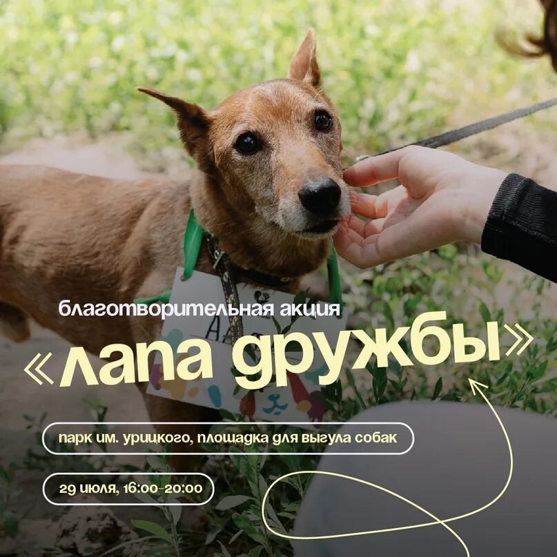 Лапа дружбы. Лапа дружбы казань. приют для собак. благотворительная акция «лапа дружбы» в казани.