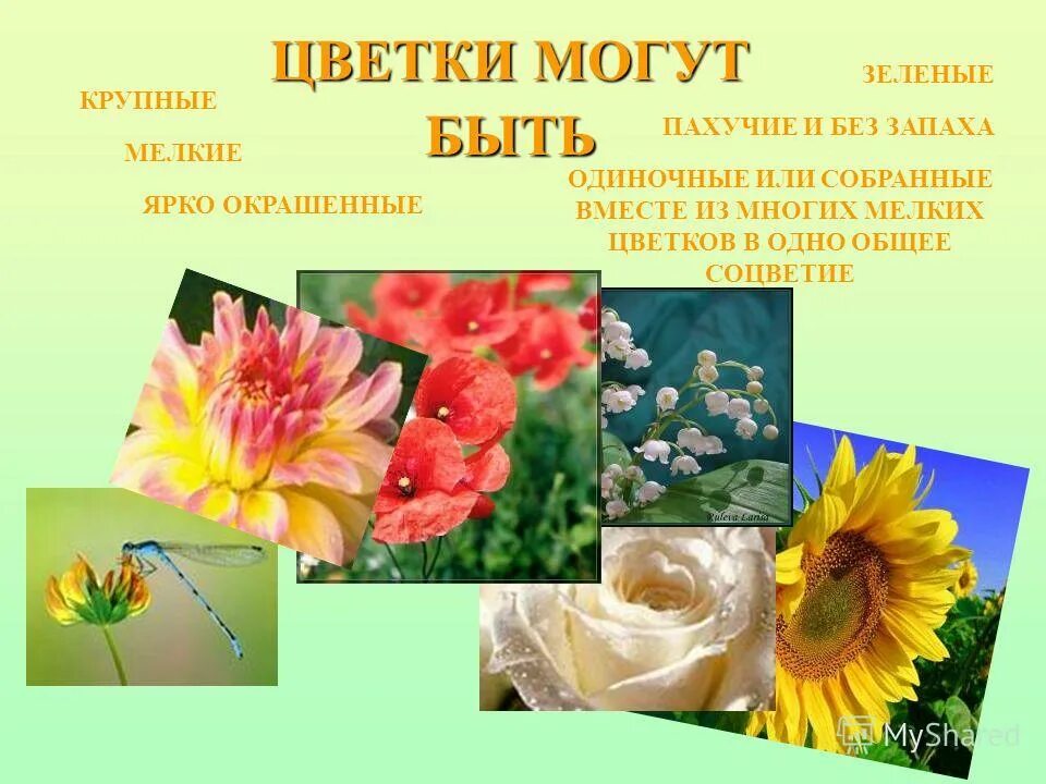 Клевер ползучий соцветие. Примеры насемоопыляющих растений. Соцветия. Тысячелистник ахиллея. Семейство бобовые соцветие.